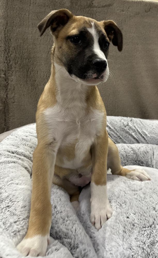 Enlarge Tartlet, a Adoptable mixed breed in Sedalia, CO image 1/6