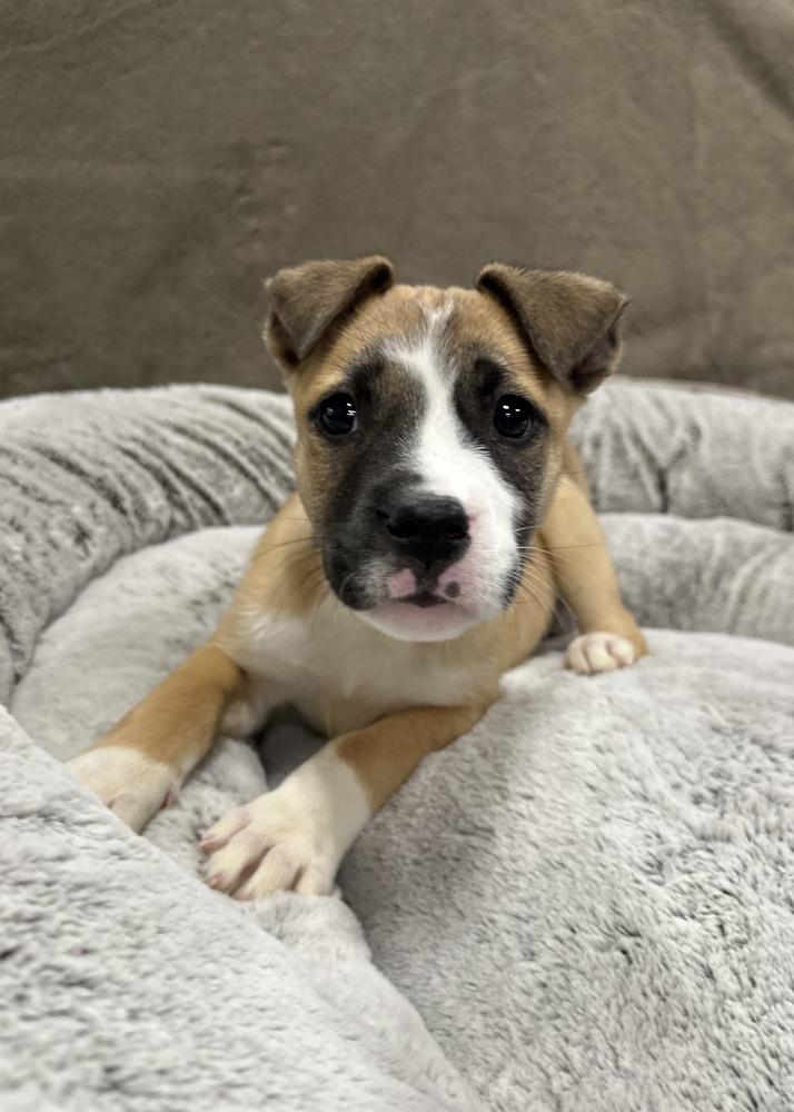 Tartlet, Adoptable, Puppy Female Pit Bull Terrier.