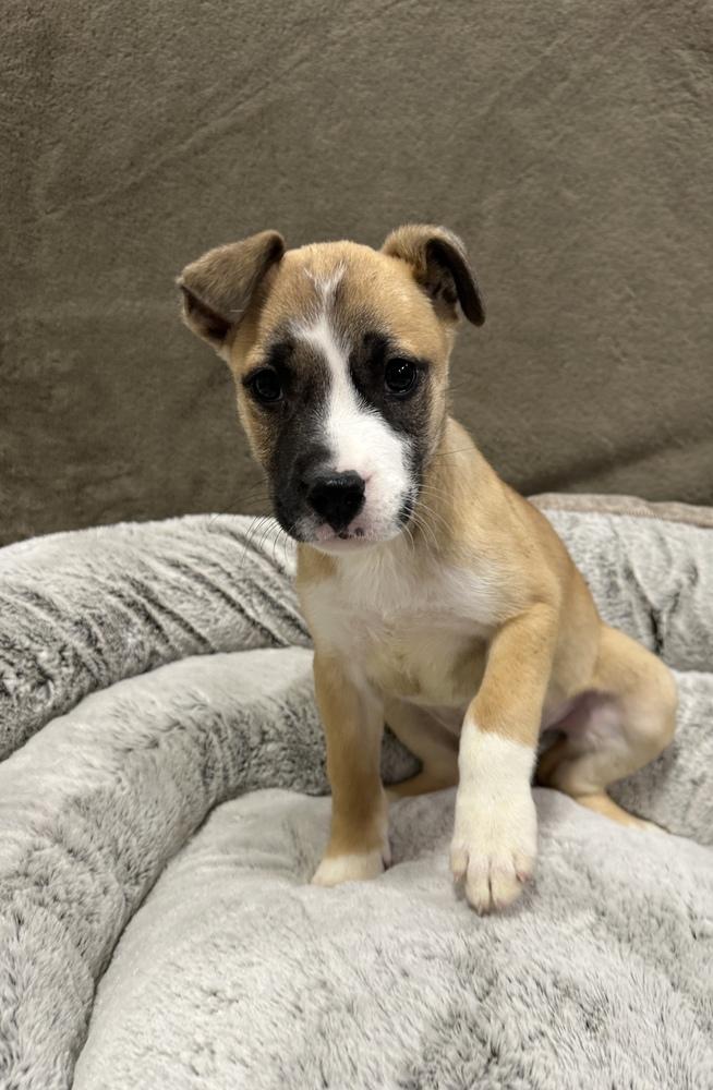 Enlarge Tartlet, a Adoptable mixed breed in Sedalia, CO image 2/4