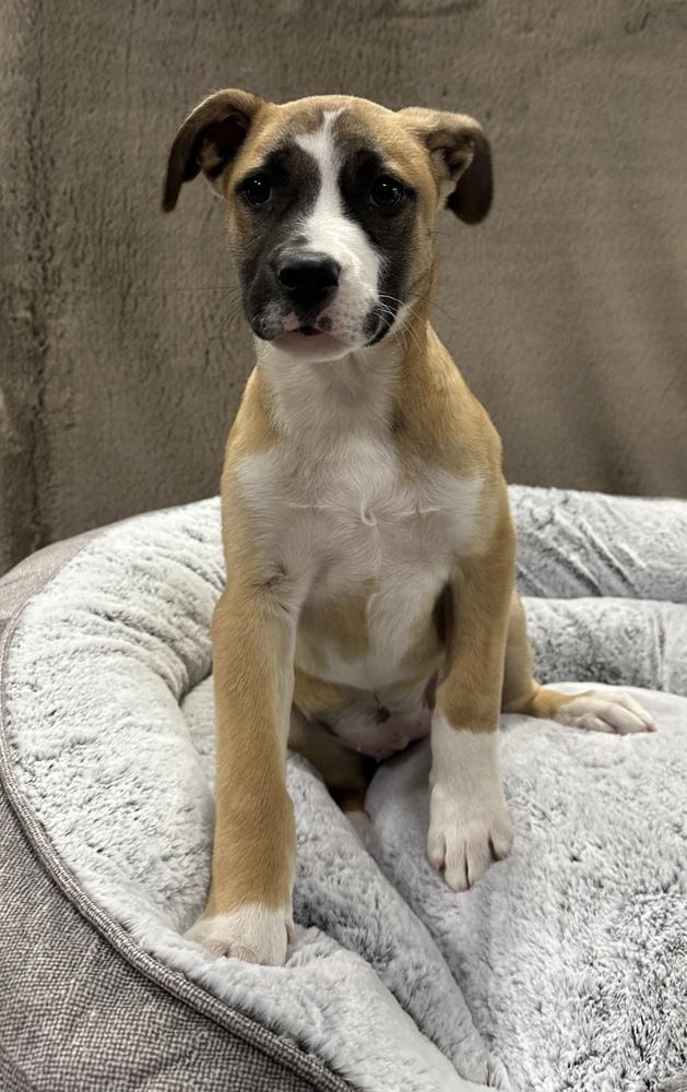 Enlarge Tartlet, a Adoptable mixed breed in Sedalia, CO image 5/6