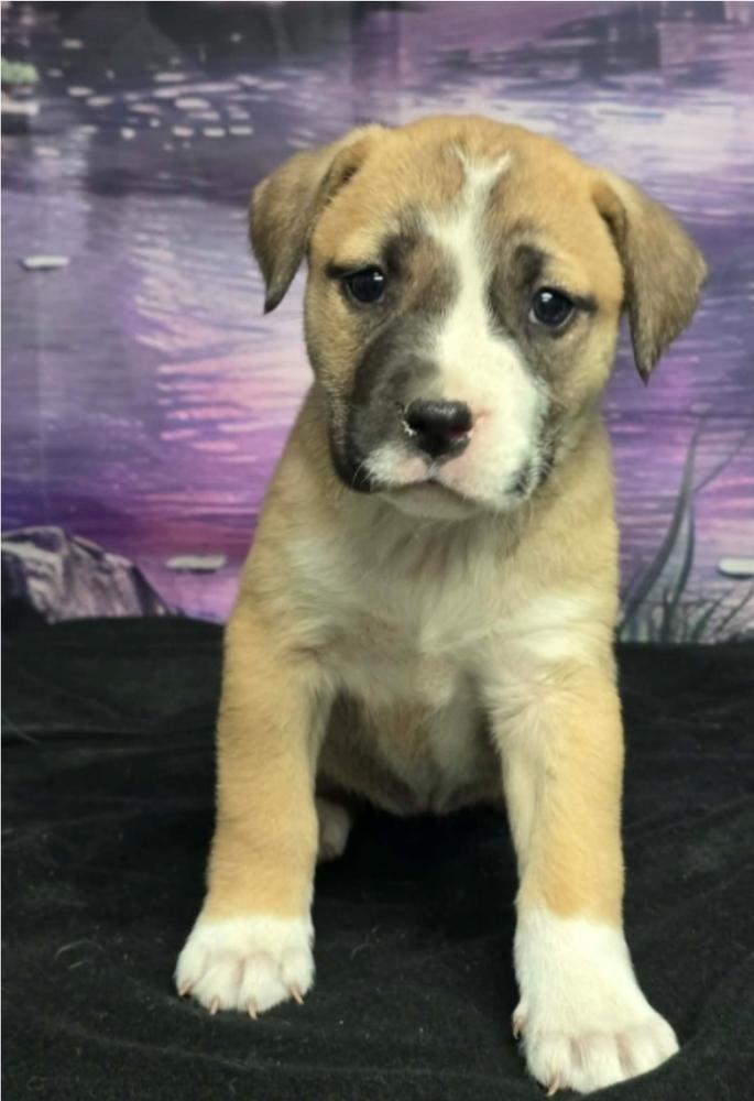 Enlarge Tartlet, a Adoptable mixed breed in Sedalia, CO image 4/4