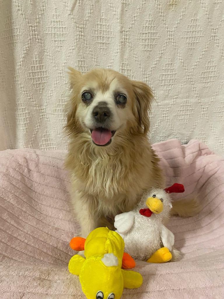 CLARA, Adopted, Senior Female Tibetan Spaniel.