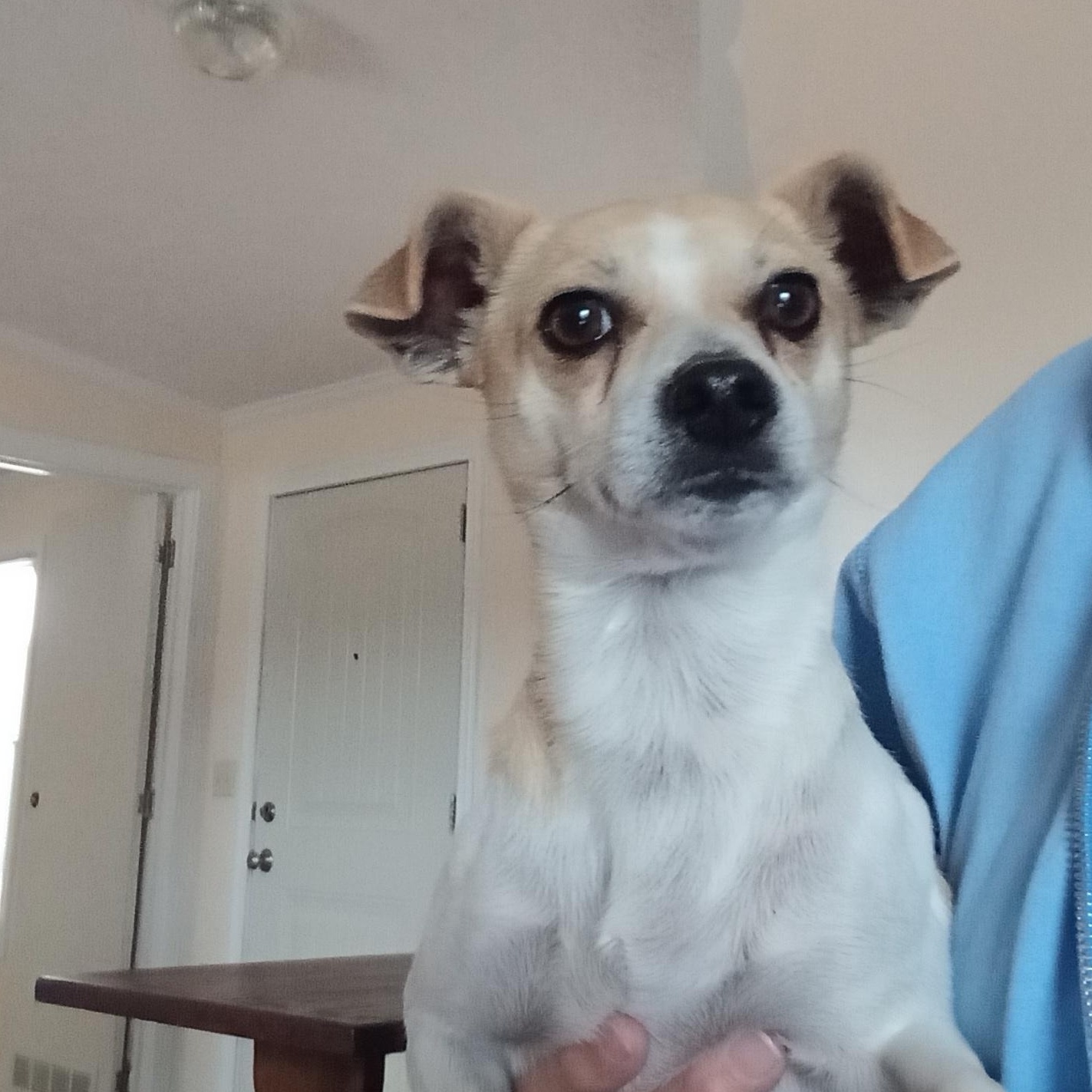 Little Man, adopted, Adult Male Chihuahua.