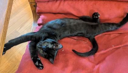 Enlarge Basalt, a Adoptable mixed breed in Madison, WI image 1/3