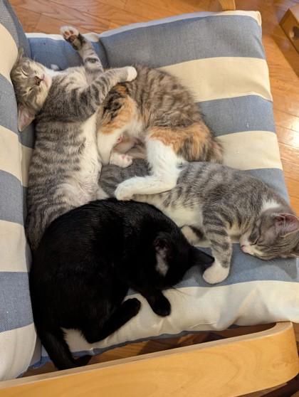 Enlarge Basalt, a Adoptable mixed breed in Madison, WI image 2/3
