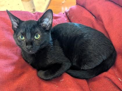 Enlarge Basalt, a Adoptable mixed breed in Madison, WI image 3/3