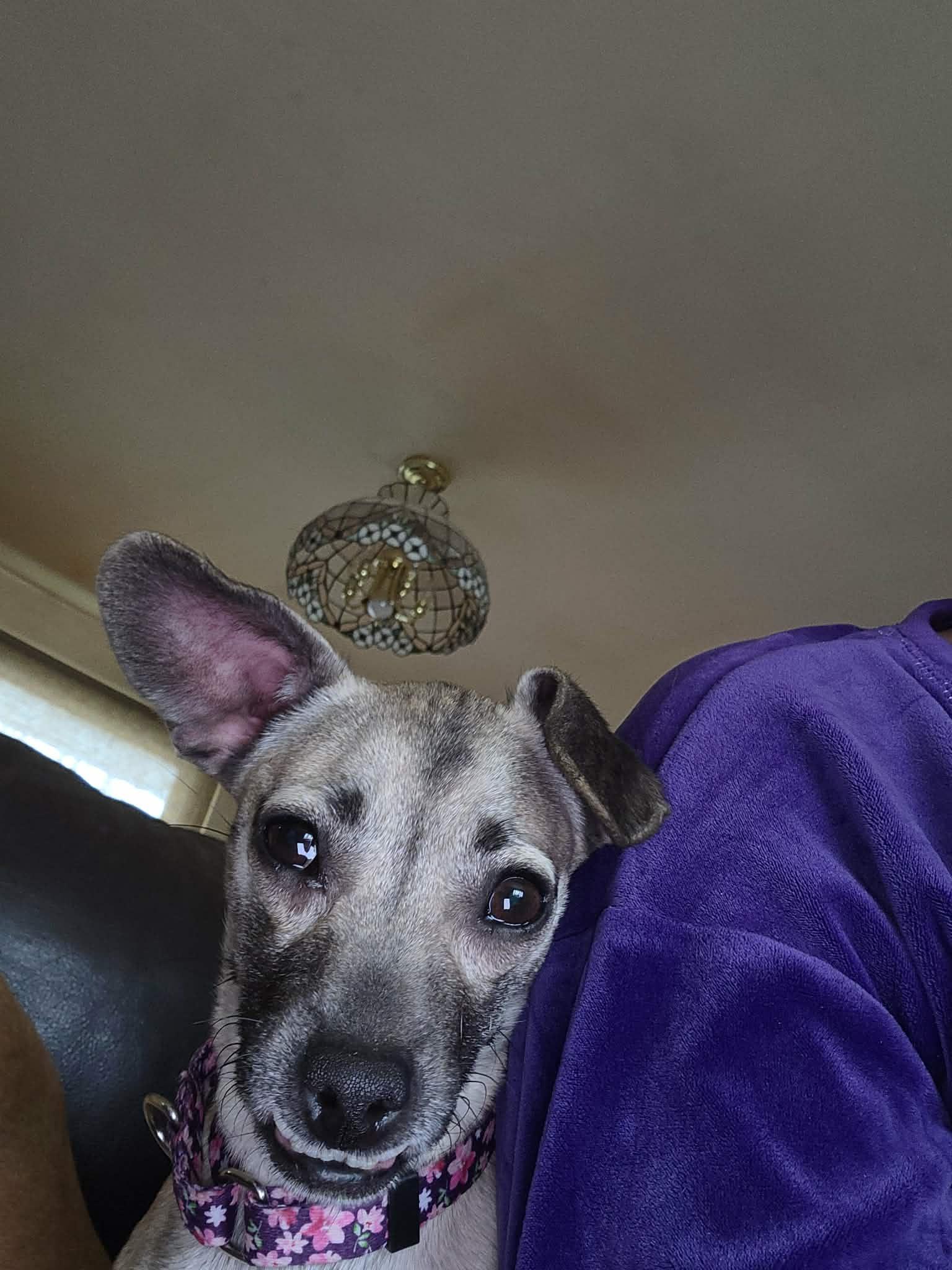 Harley Quinn, a ADOPTABLE mixed breed in Clay, NY image 4/4