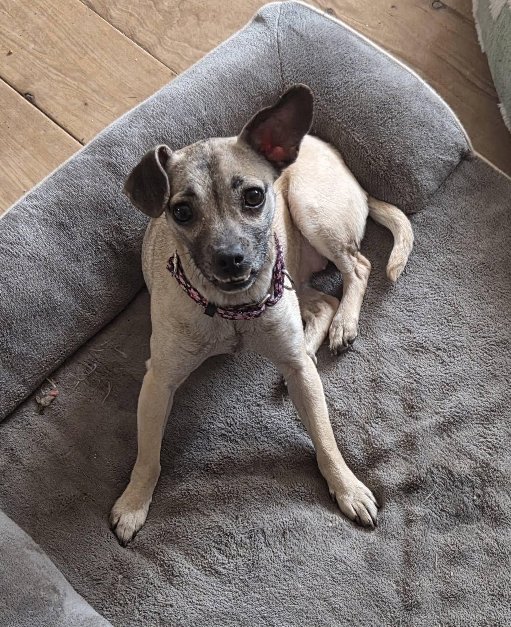 Harley Quinn, a ADOPTABLE mixed breed in Clay, NY image 1/4