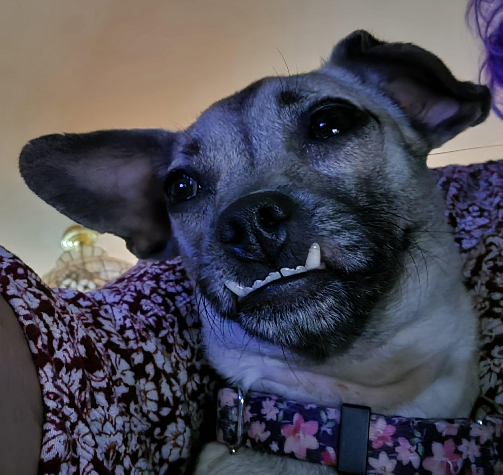 Harley Quinn, a ADOPTABLE mixed breed in Clay, NY image 2/4
