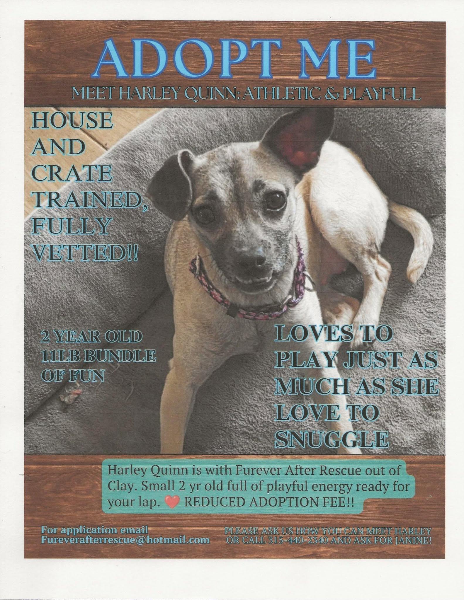 Enlarge Harley Quinn, a Adoptable mixed breed in Clay, NY image 3/3
