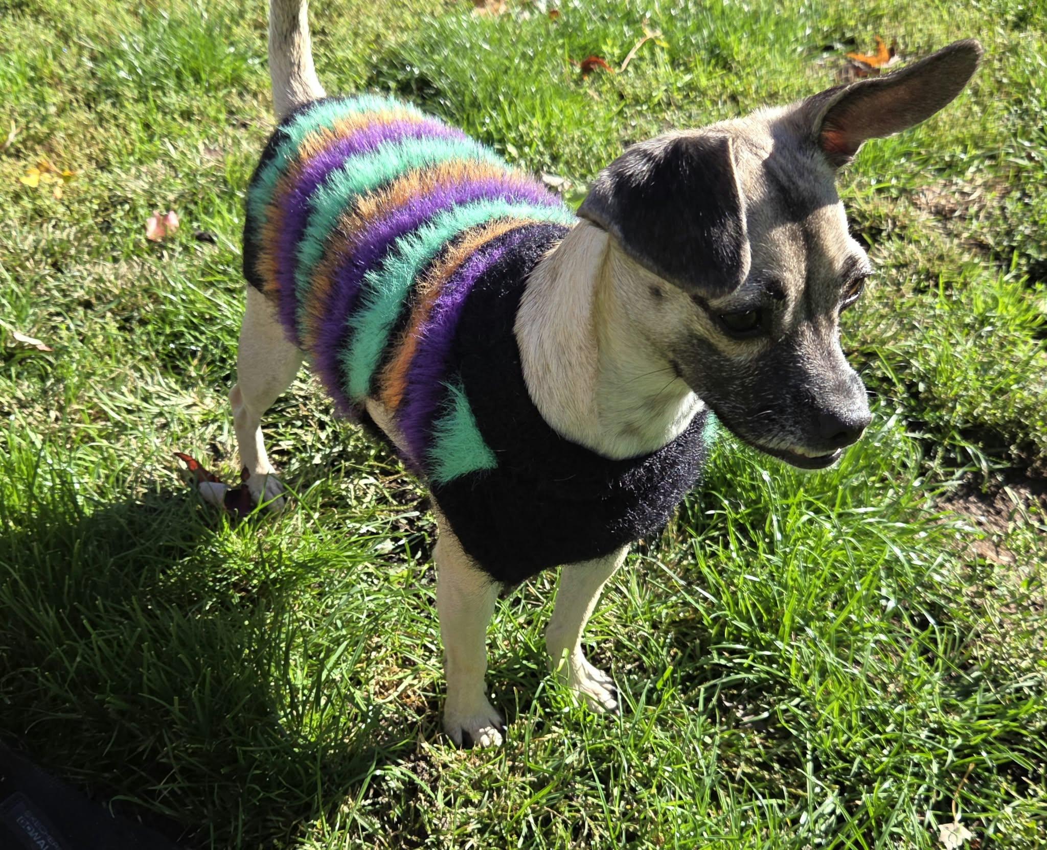 Enlarge Harley Quinn, a Adoptable mixed breed in Clay, NY image 2/3