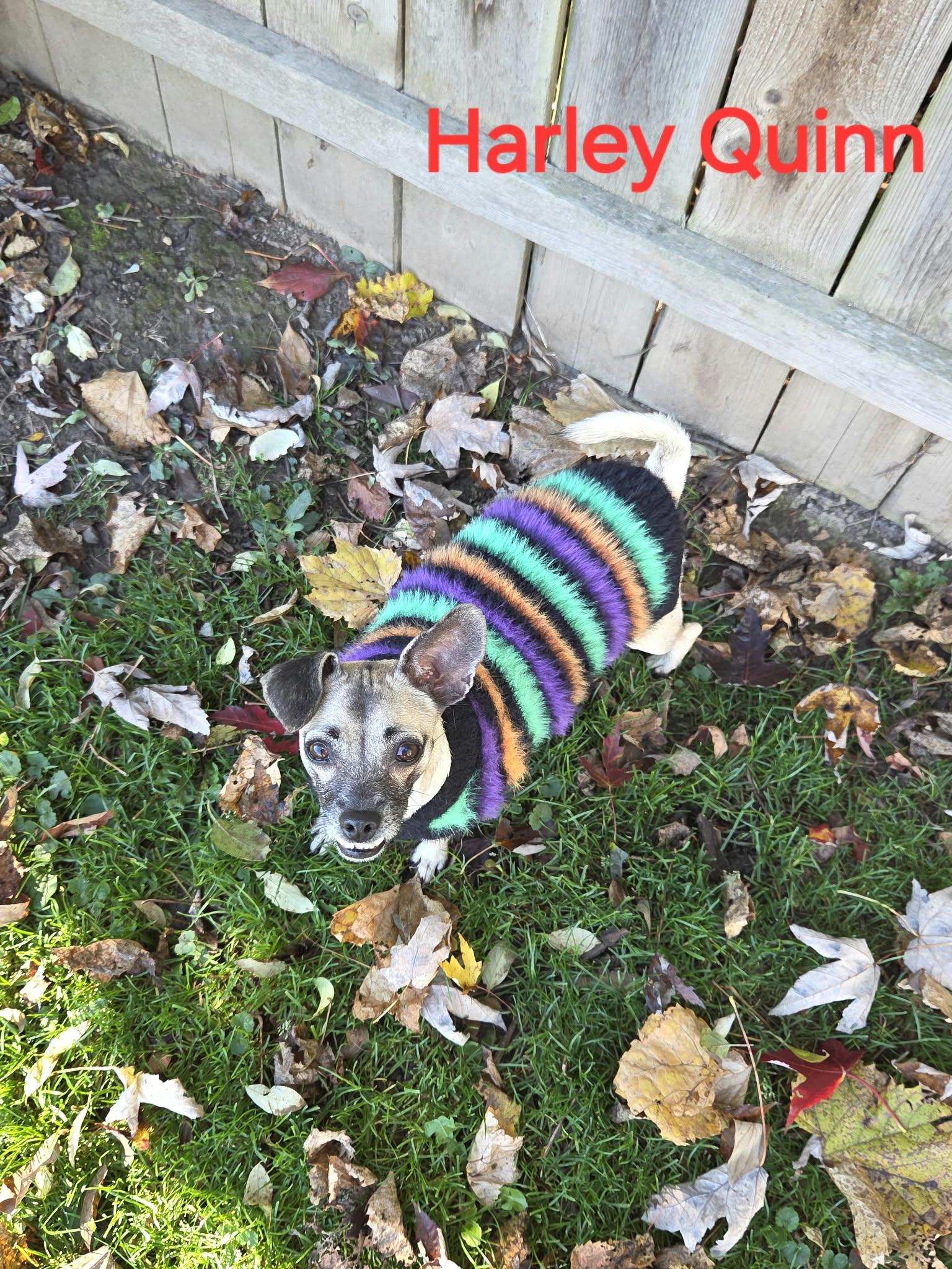 Harley Quinn, Adoptable, Young Female Chihuahua.