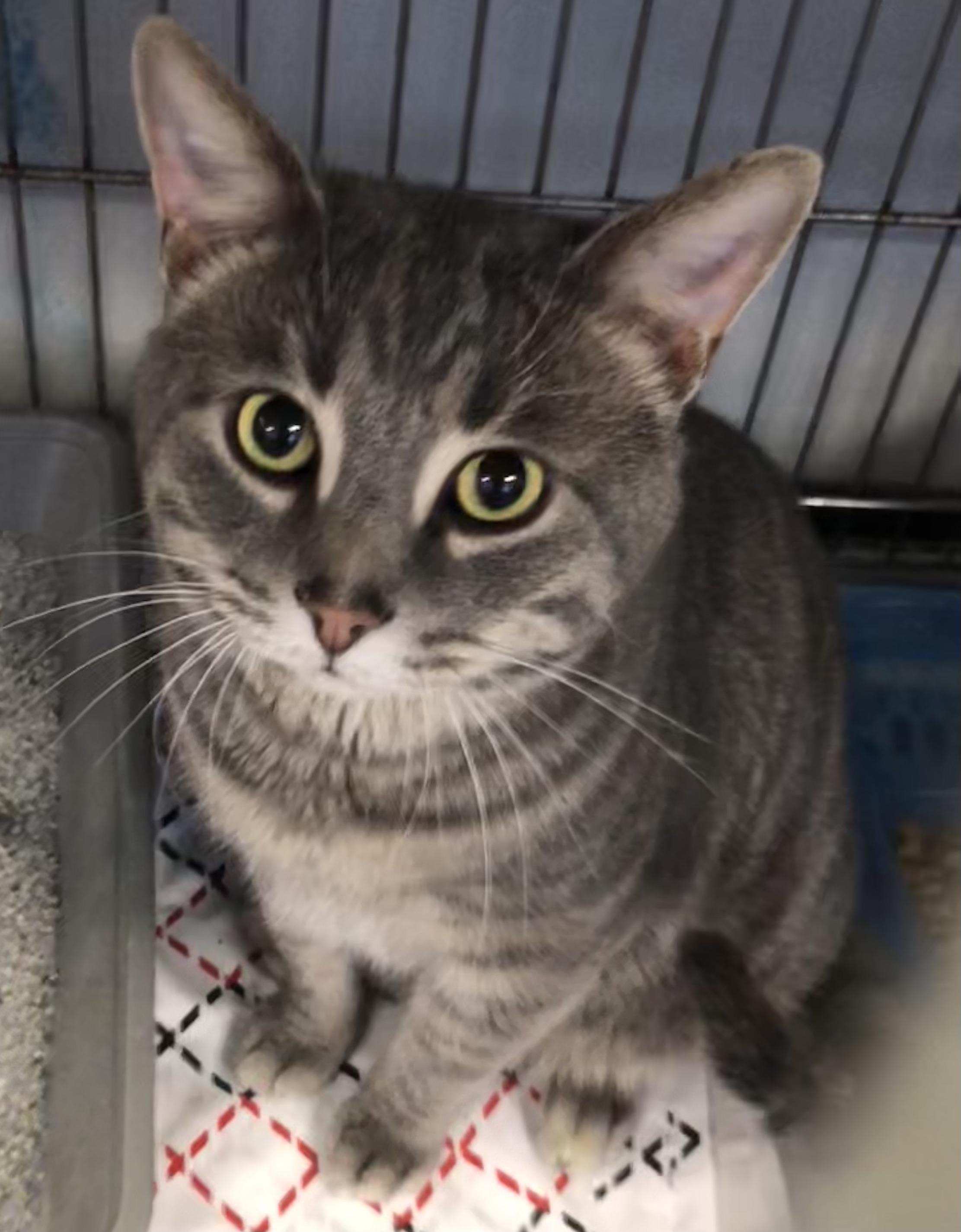 Fluffy, ADOPTABLE, Adult Male Domestic Short Hair.