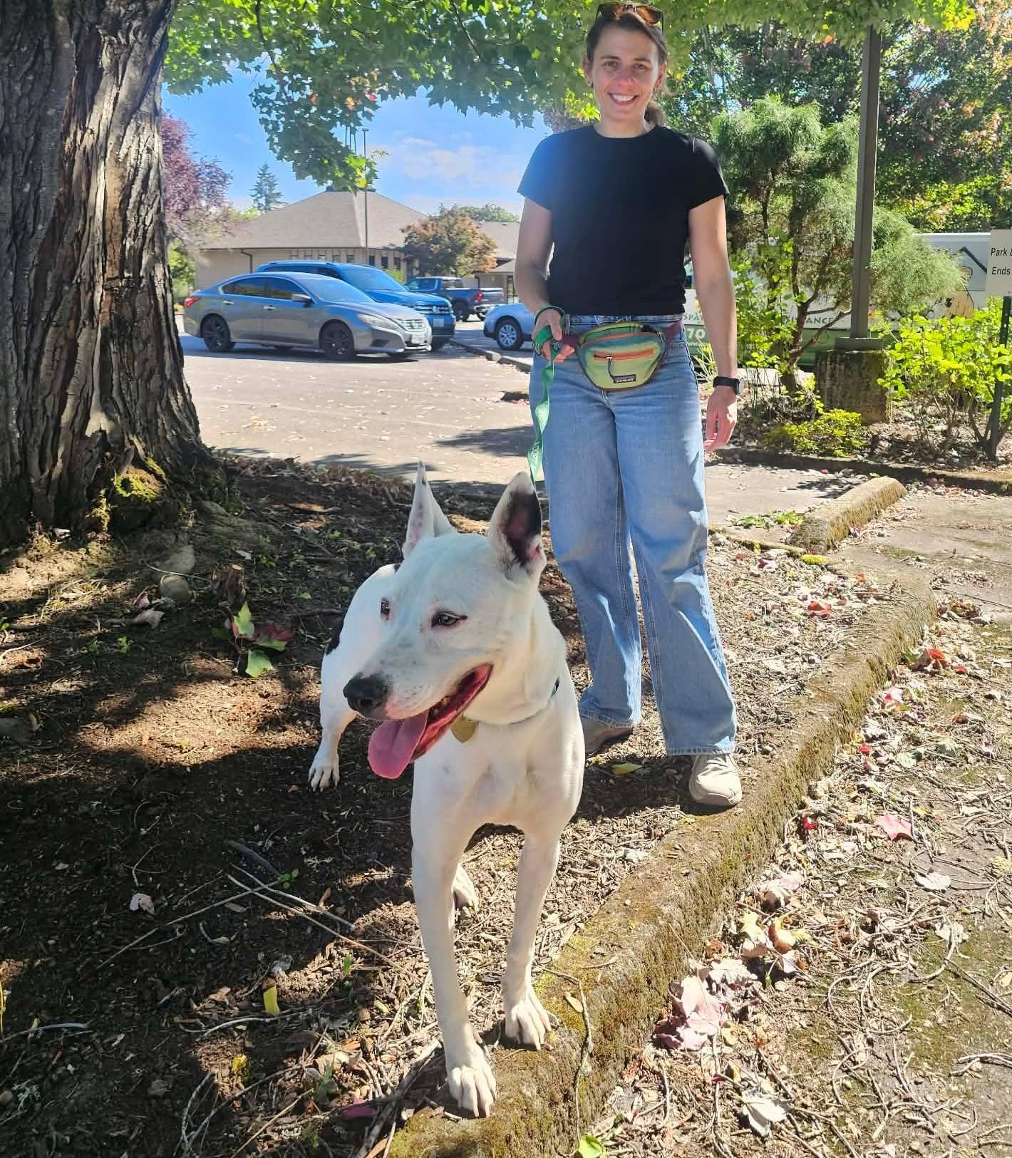 Enlarge Ash, a Adoptable mixed breed in Crescent city, CA image 1/4