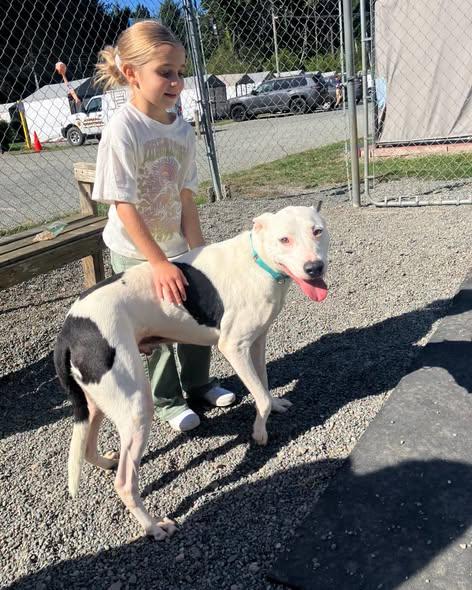 Enlarge Ash, a Adoptable mixed breed in Crescent city, CA image 3/4