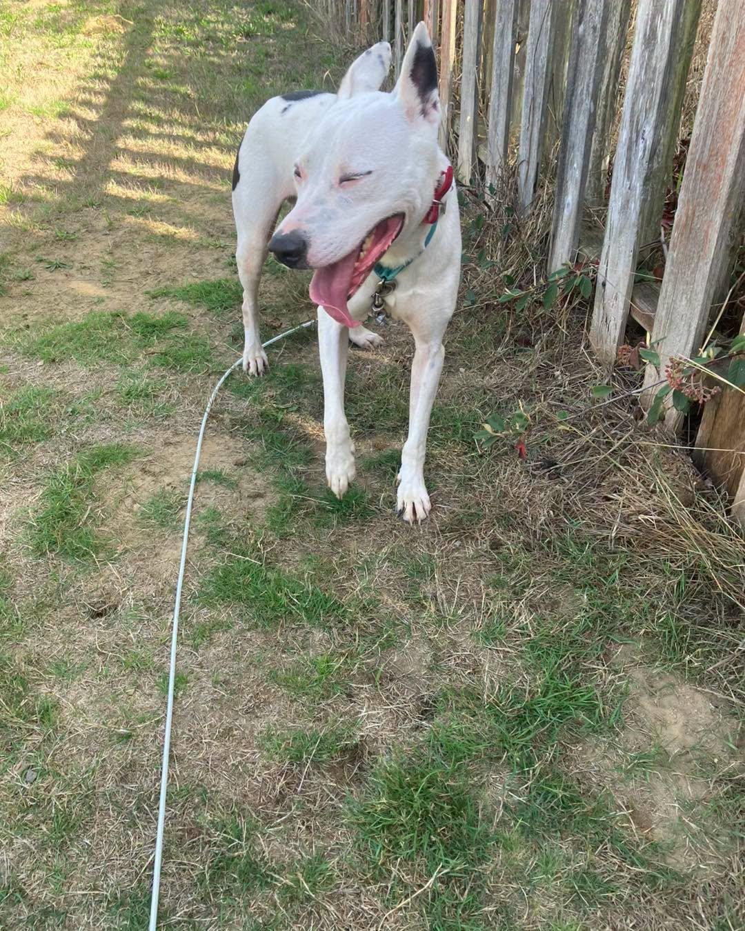 Enlarge Ash, a Adoptable mixed breed in Crescent city, CA image 2/4