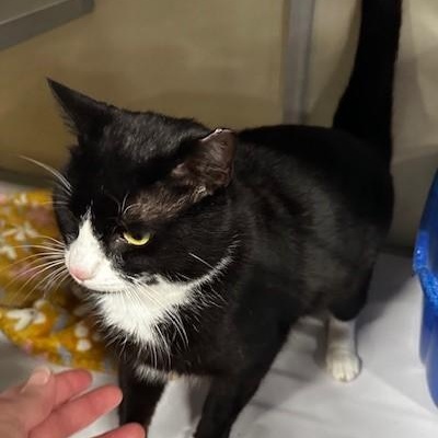 Oliver - Big & Social, a ADOPTABLE mixed breed in Hoquiam, WA image 2/5