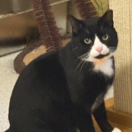 Oliver - Big & Social, a ADOPTABLE mixed breed in Hoquiam, WA image 1/5