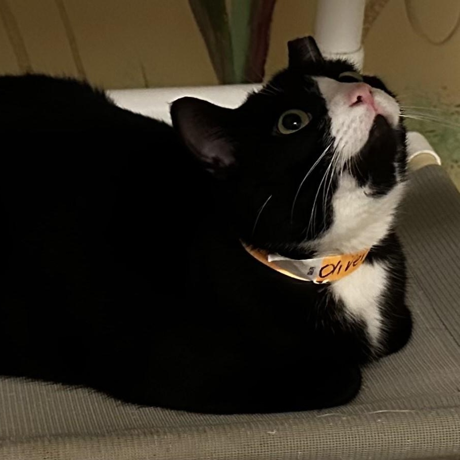 Oliver - Big & Social, a ADOPTABLE mixed breed in Hoquiam, WA image 3/5