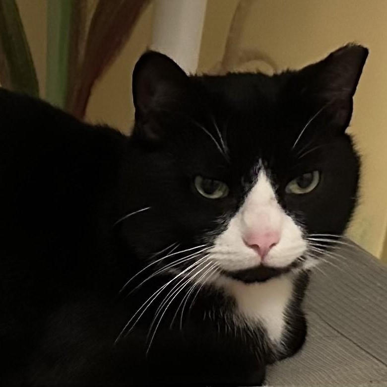 Oliver - Big & Social, a ADOPTABLE mixed breed in Hoquiam, WA image 5/5