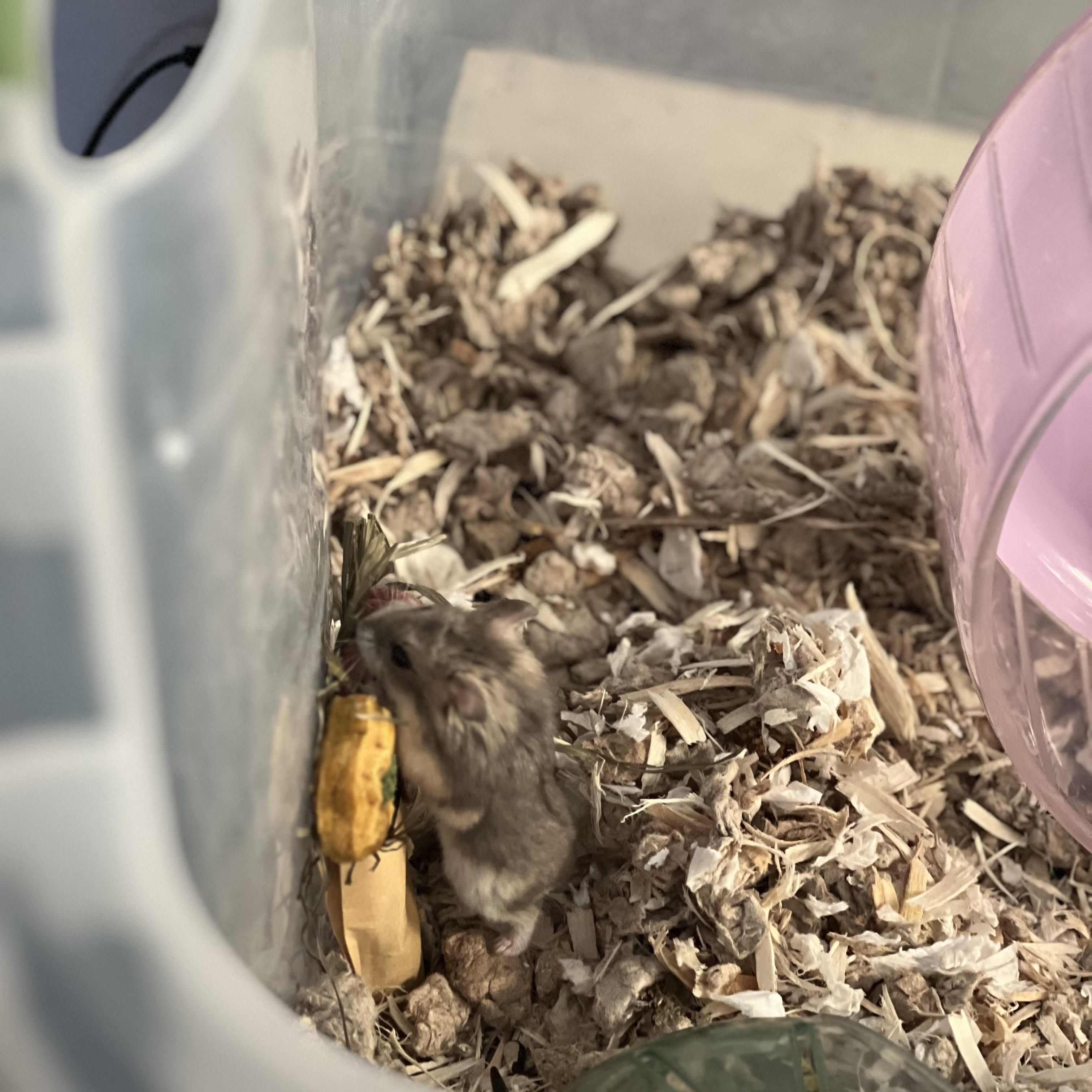 Enlarge Penelope, an adopted mixed breed in Irvine, CA image 3/3