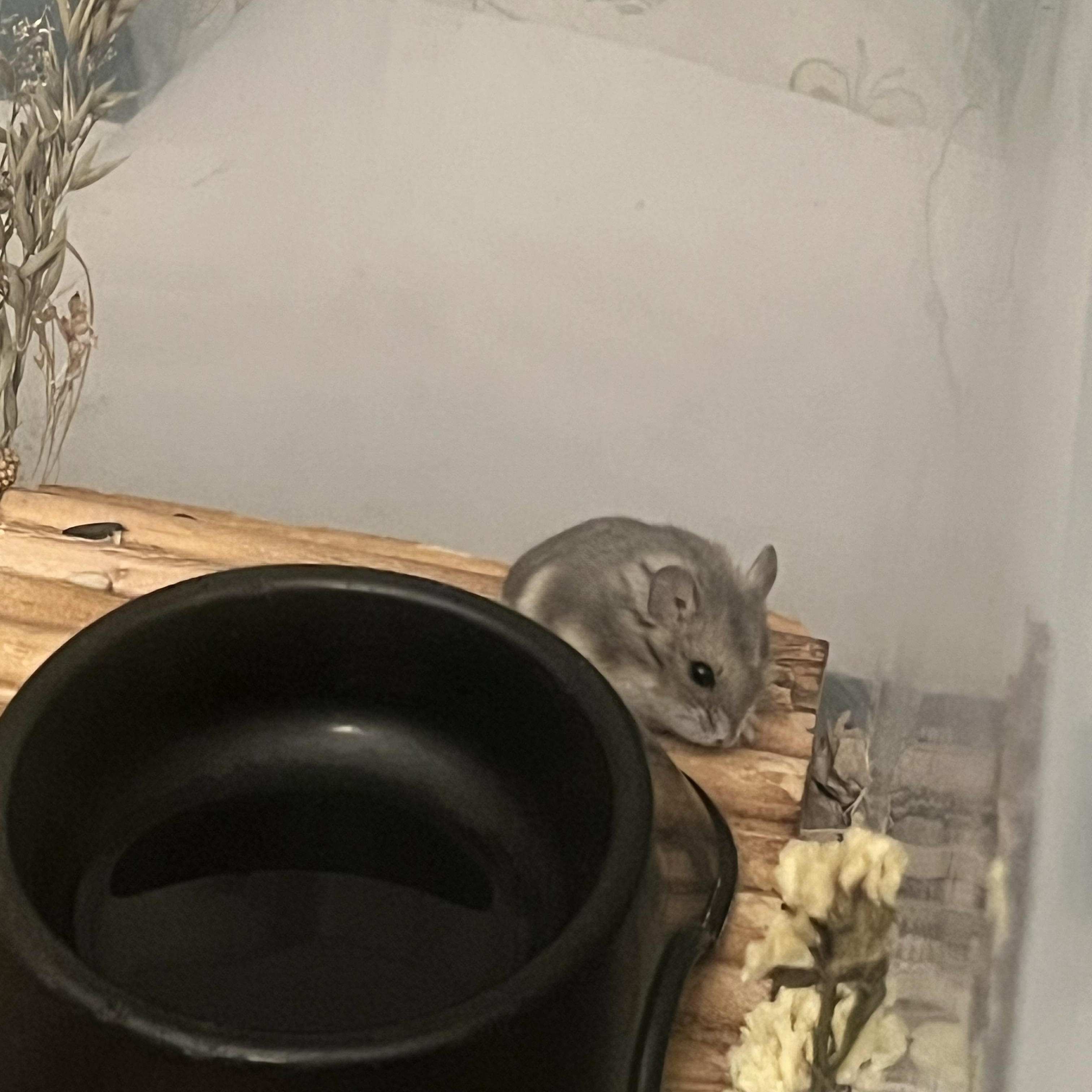 Enlarge Penelope, an adopted mixed breed in Irvine, CA image 1/3