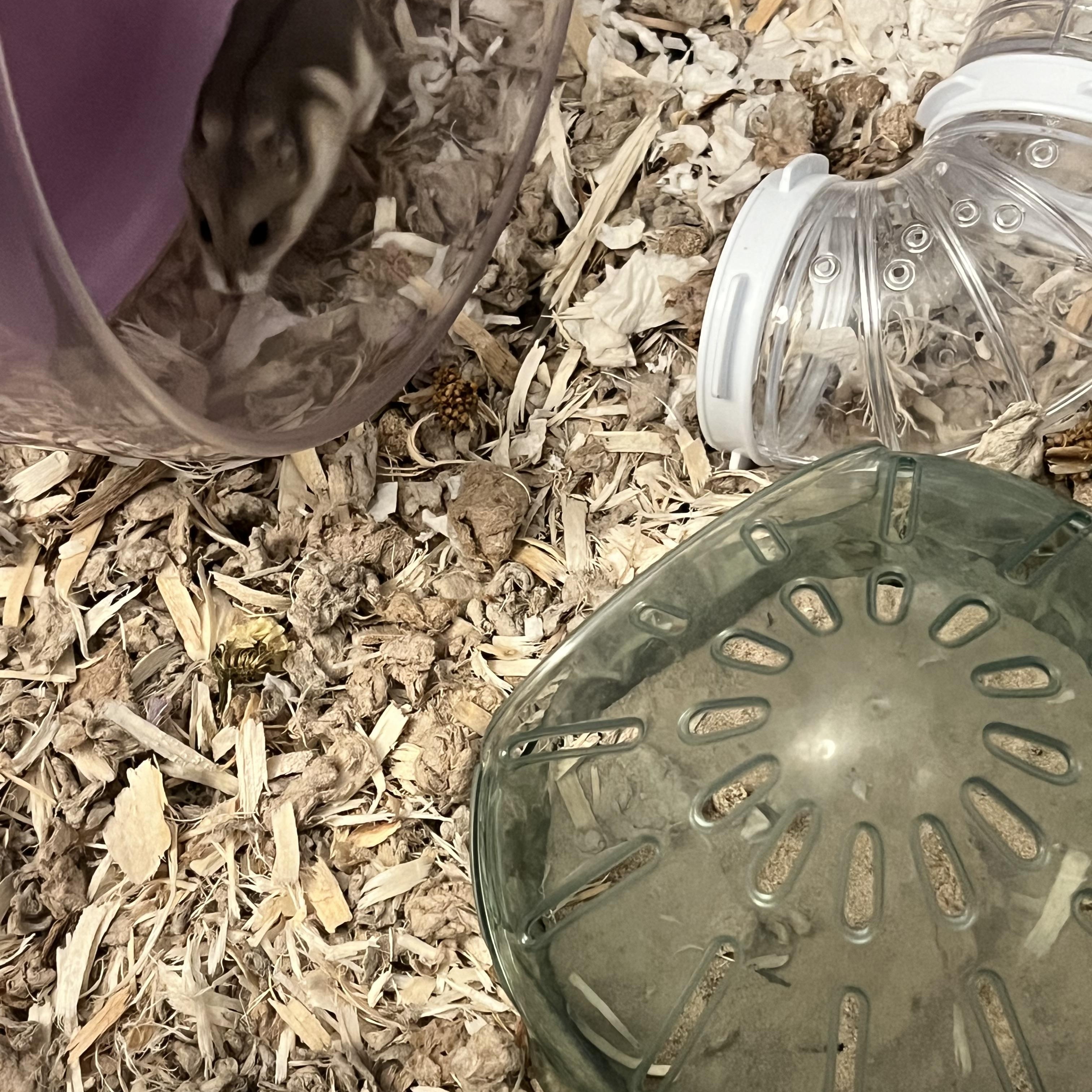 Enlarge Penelope, an adopted mixed breed in Irvine, CA image 2/3