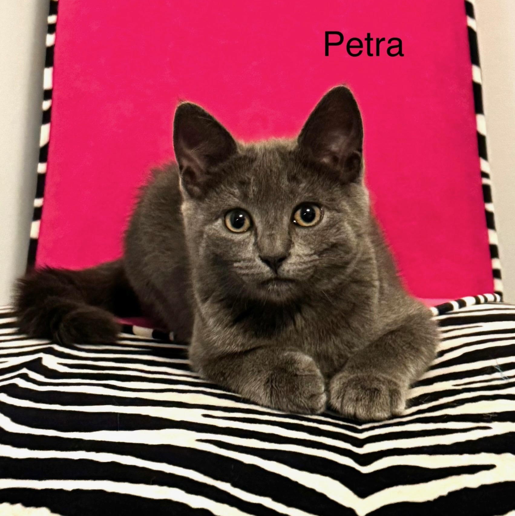 Petra, Adoptable, Kitten Female Domestic Short Hair & Russian Blue.
