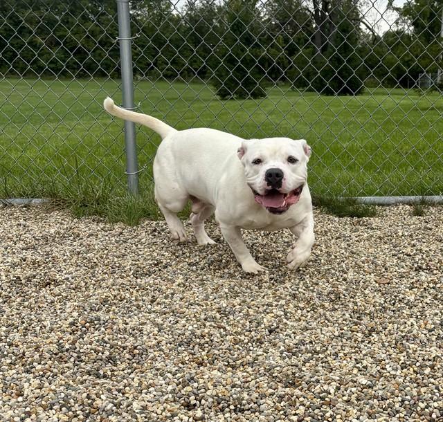 SAMSON, Adoptable, Adult Male American Bulldog & Mixed Breed.