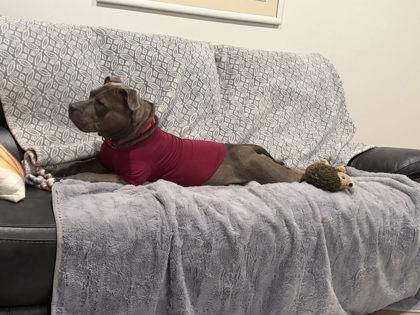 Frita, Adoptable, Adult Female Mixed Breed & Mixed Breed.