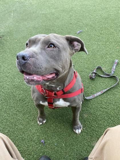 Enlarge Frita, a Adoptable Mixed Breed in West Chester, PA image 2/3