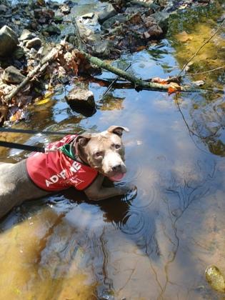 Enlarge Frita, a Adoptable Mixed Breed in West Chester, PA image 3/3