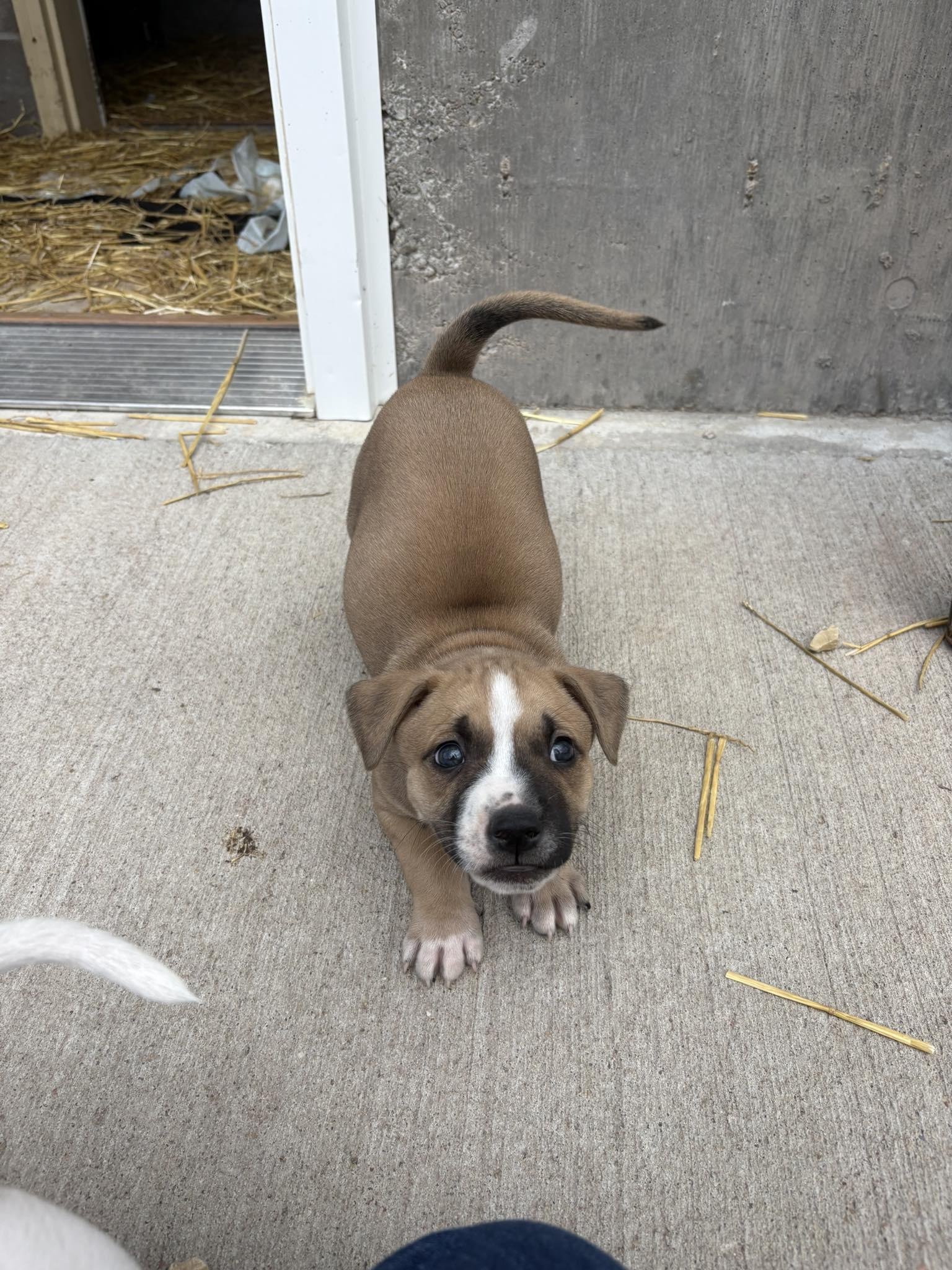 Enlarge Spud, a Adoptable Mixed Breed in Manhattan, KS image 3/5