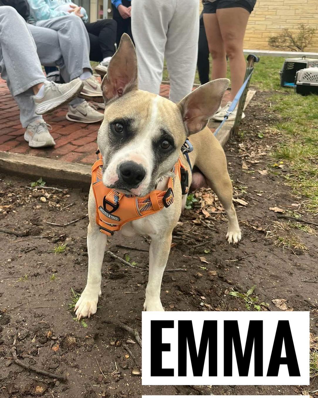 Enlarge Spud, a Adoptable Mixed Breed in Manhattan, KS image 5/5