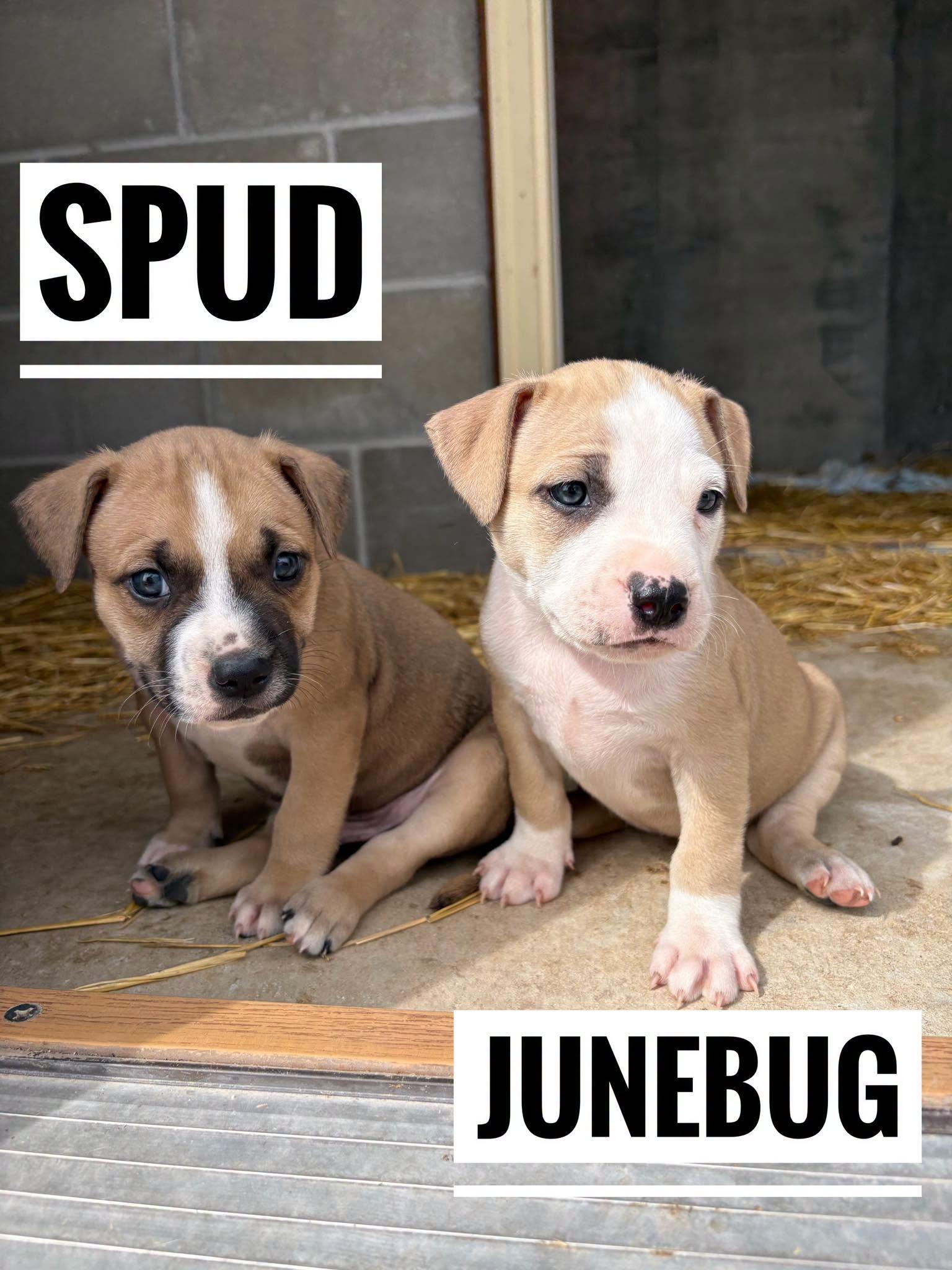 Enlarge Spud, a Adoptable Mixed Breed in Manhattan, KS image 1/5