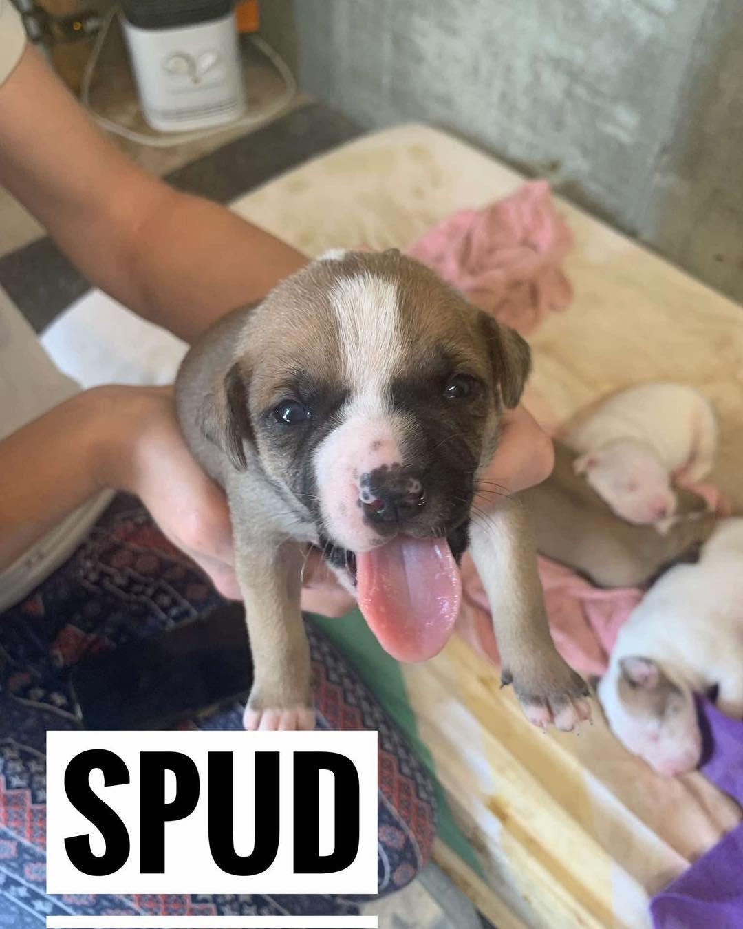 Enlarge Spud, a Adoptable Mixed Breed in Manhattan, KS image 4/5