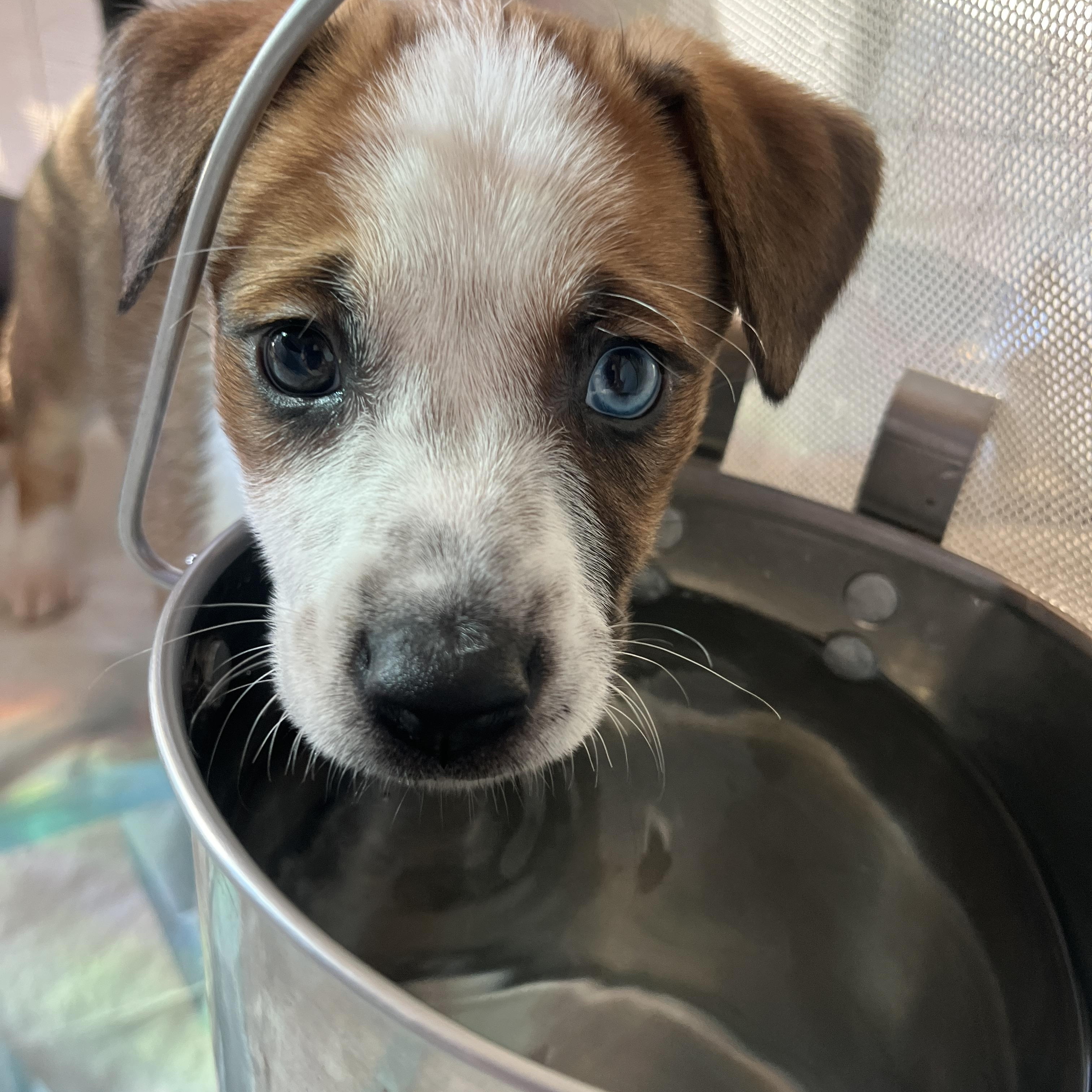 Enlarge Joni, a Adoptable mixed breed in Franklin, TN image 2/5