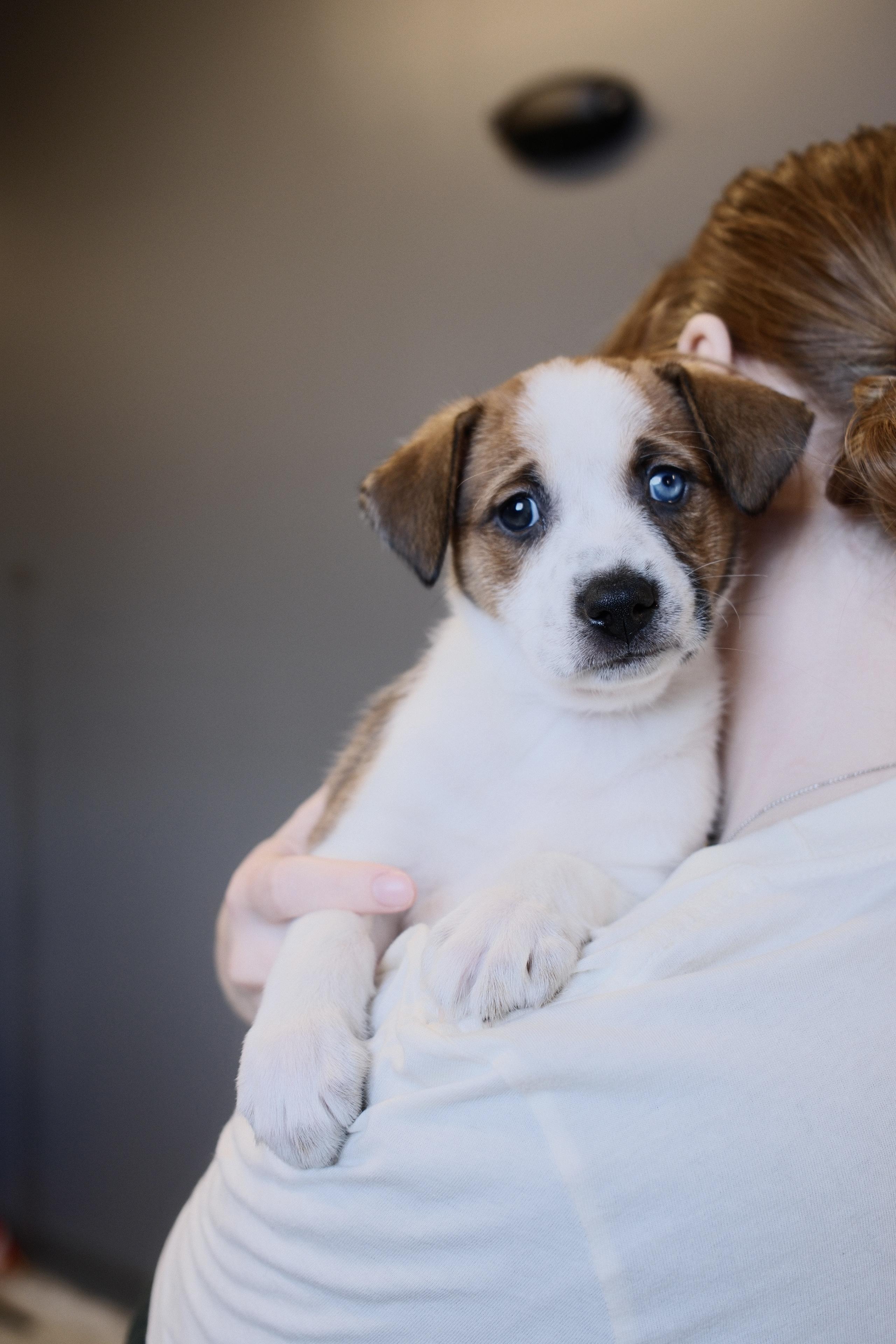 Enlarge Joni, a Adoptable mixed breed in Franklin, TN image 1/5