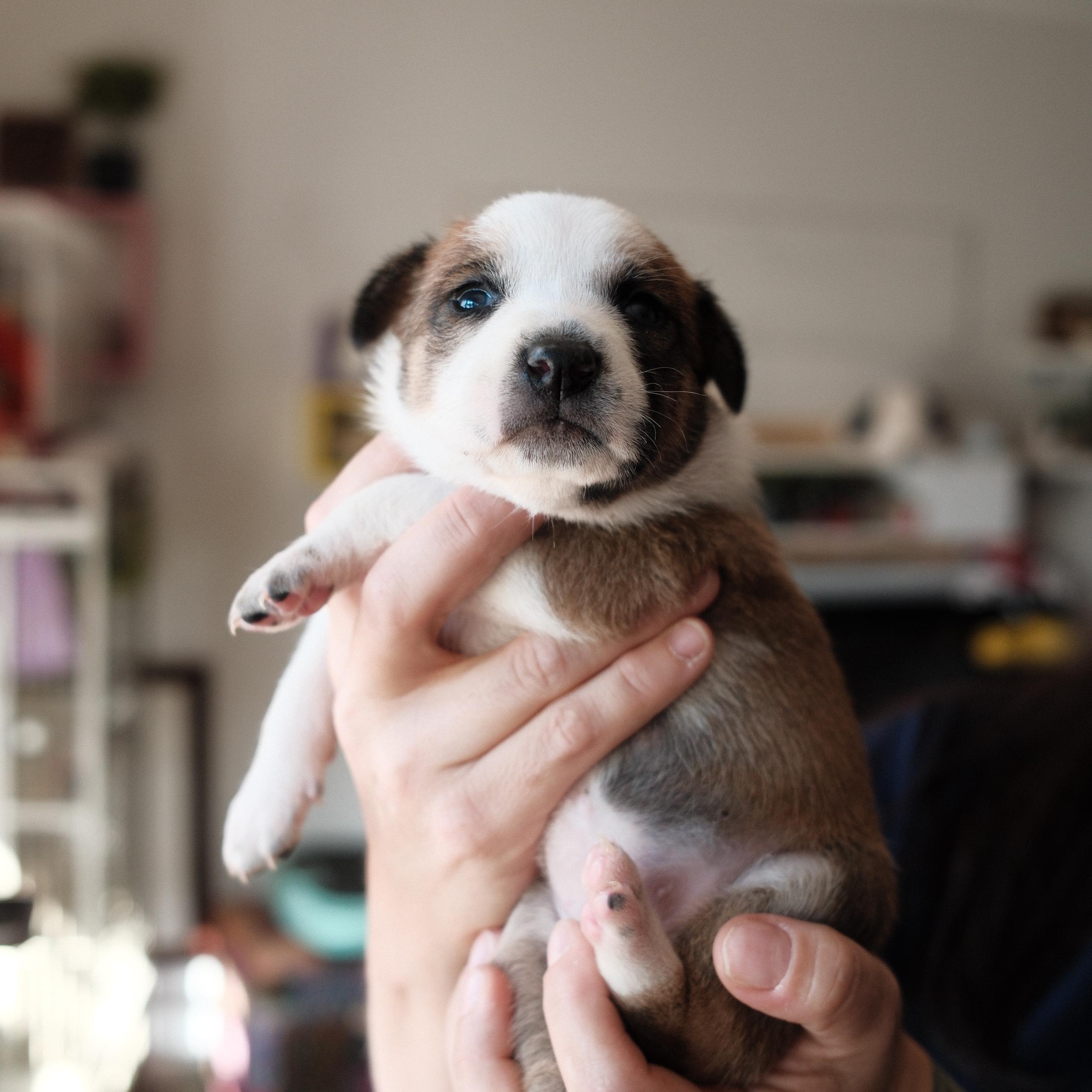 Enlarge Joni, a Adoptable mixed breed in Franklin, TN image 5/5