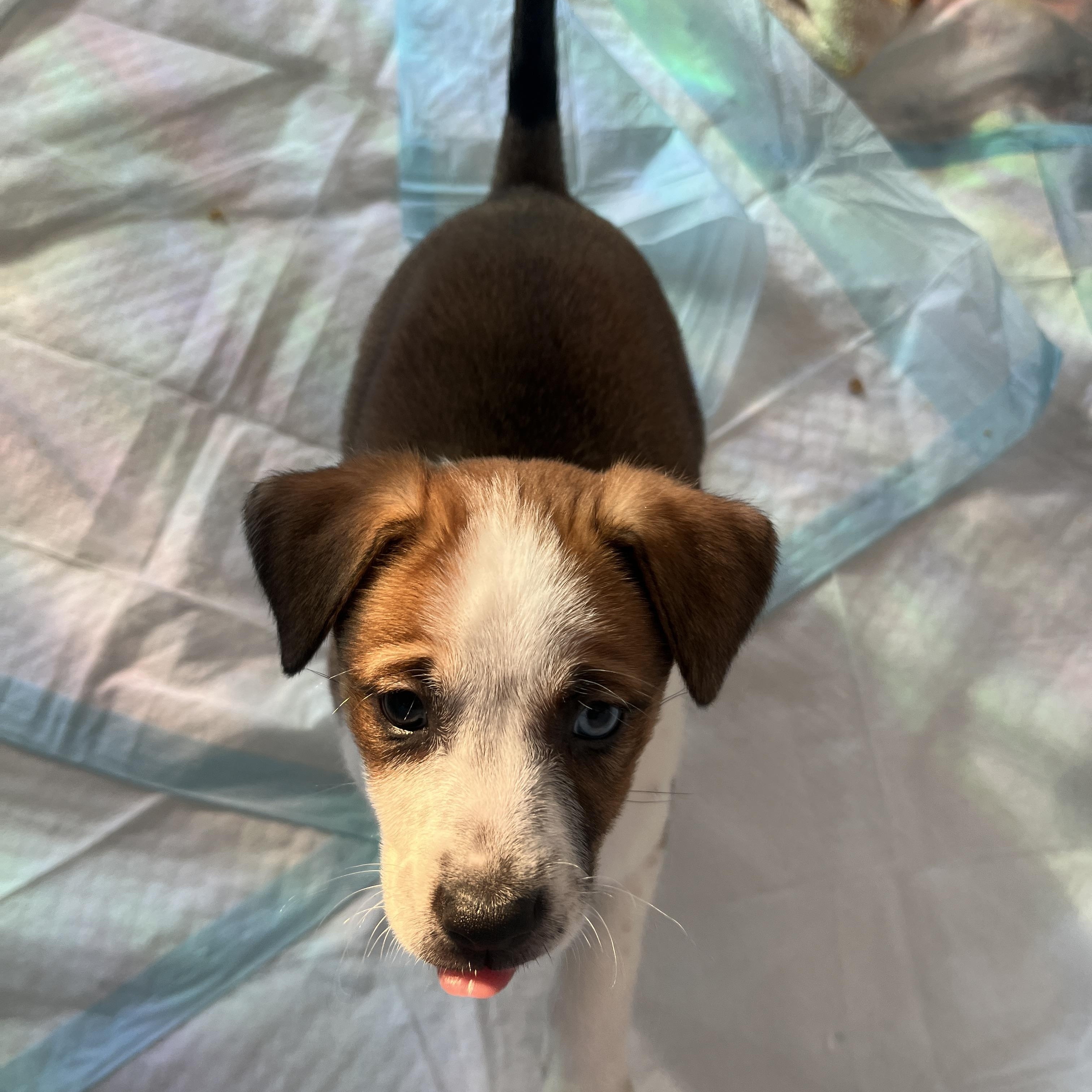 Enlarge Joni, a Adoptable mixed breed in Franklin, TN image 3/5