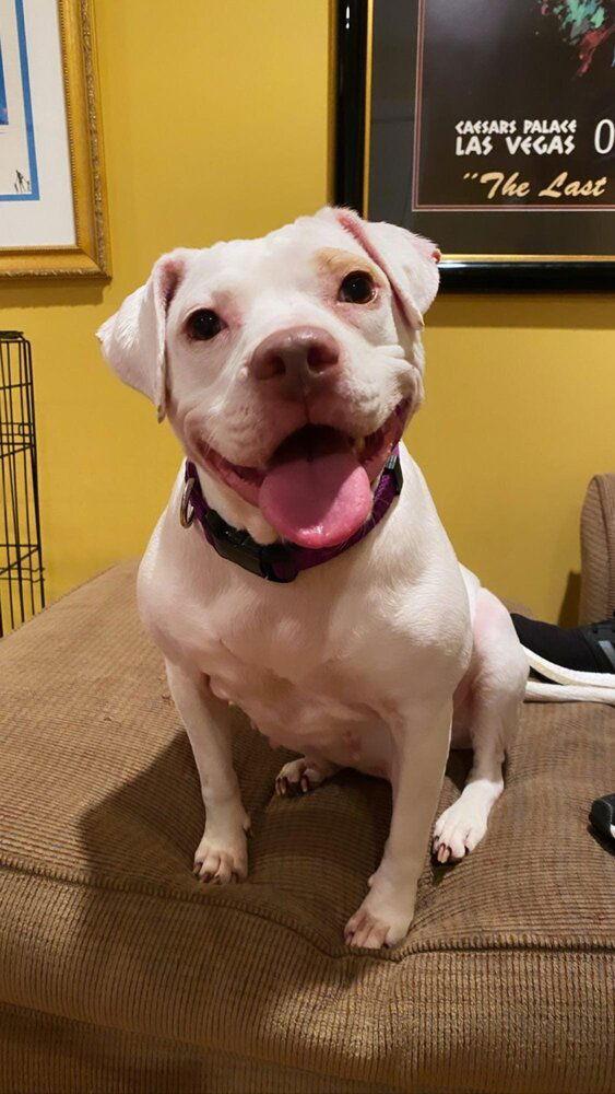 Enlarge Madonna (GA), a Adoptable Pit Bull Terrier in New York, NY image 1/3