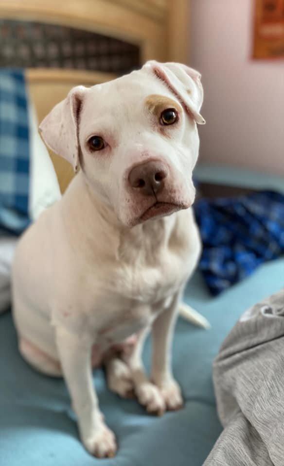 Enlarge Madonna (GA), a Adoptable Pit Bull Terrier in New York, NY image 2/3