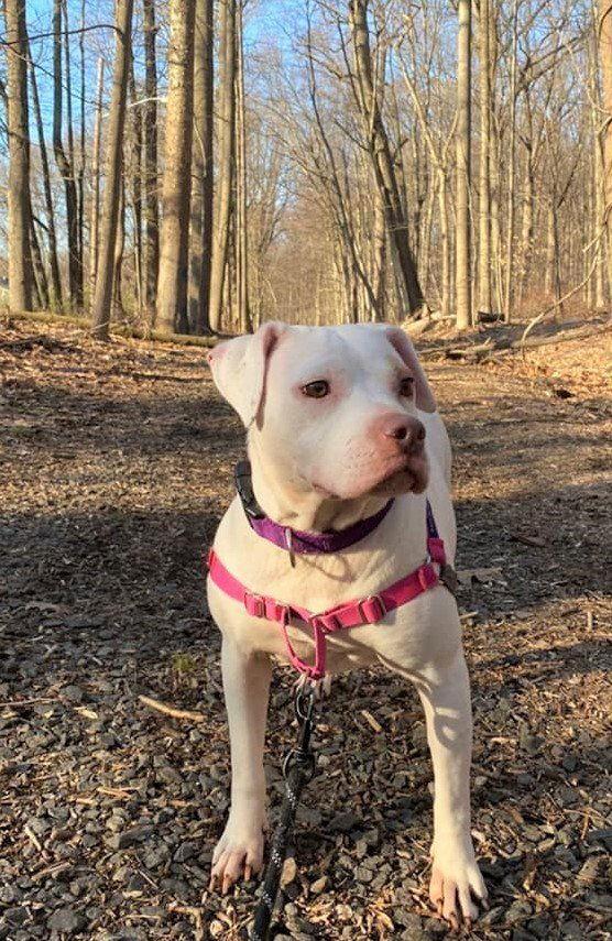 Enlarge Madonna (GA), a Adoptable Pit Bull Terrier in New York, NY image 3/3