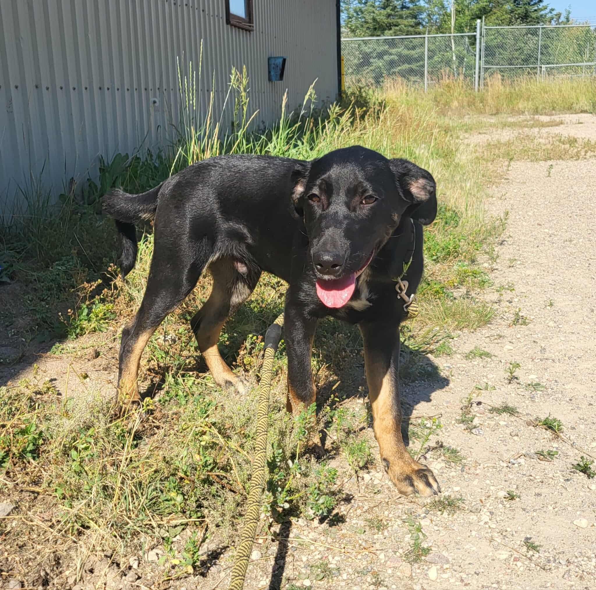 Timmy, Adoptable, Young Male Rottweiler & German Shorthaired Pointer.