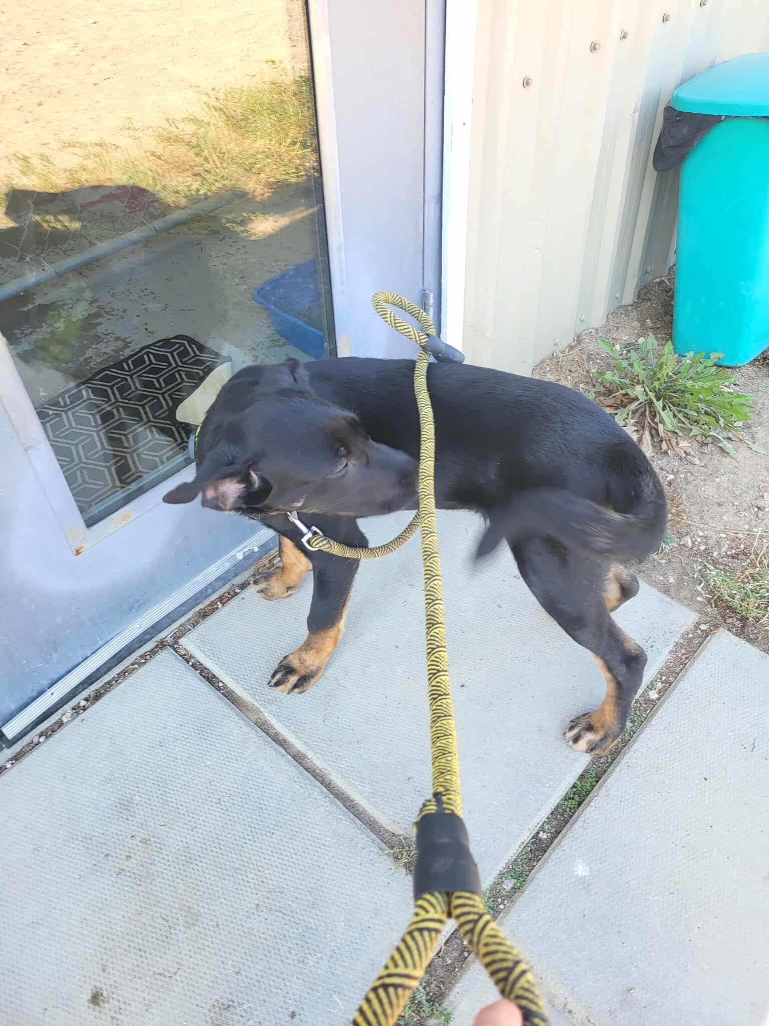 Enlarge Timmy, a Adoptable mixed breed in Fort Smith, NT image 2/3