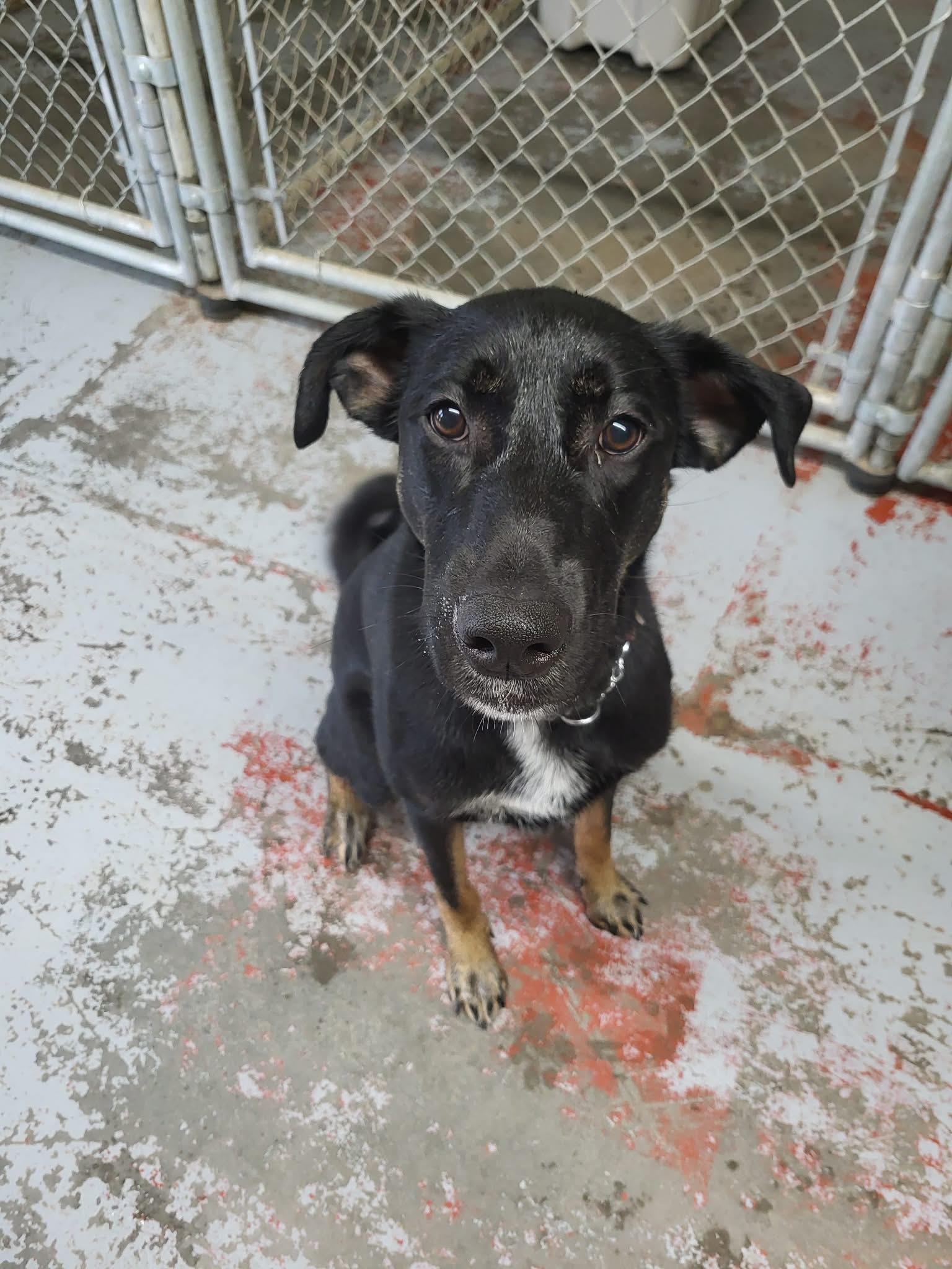 Enlarge Timmy, an adoptable mixed breed in Fort Smith, NT image 4/4