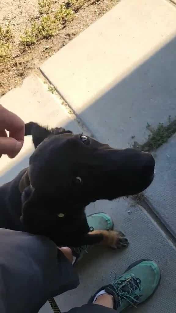 Enlarge Timmy, a Adoptable mixed breed in Fort Smith, NT image 3/3
