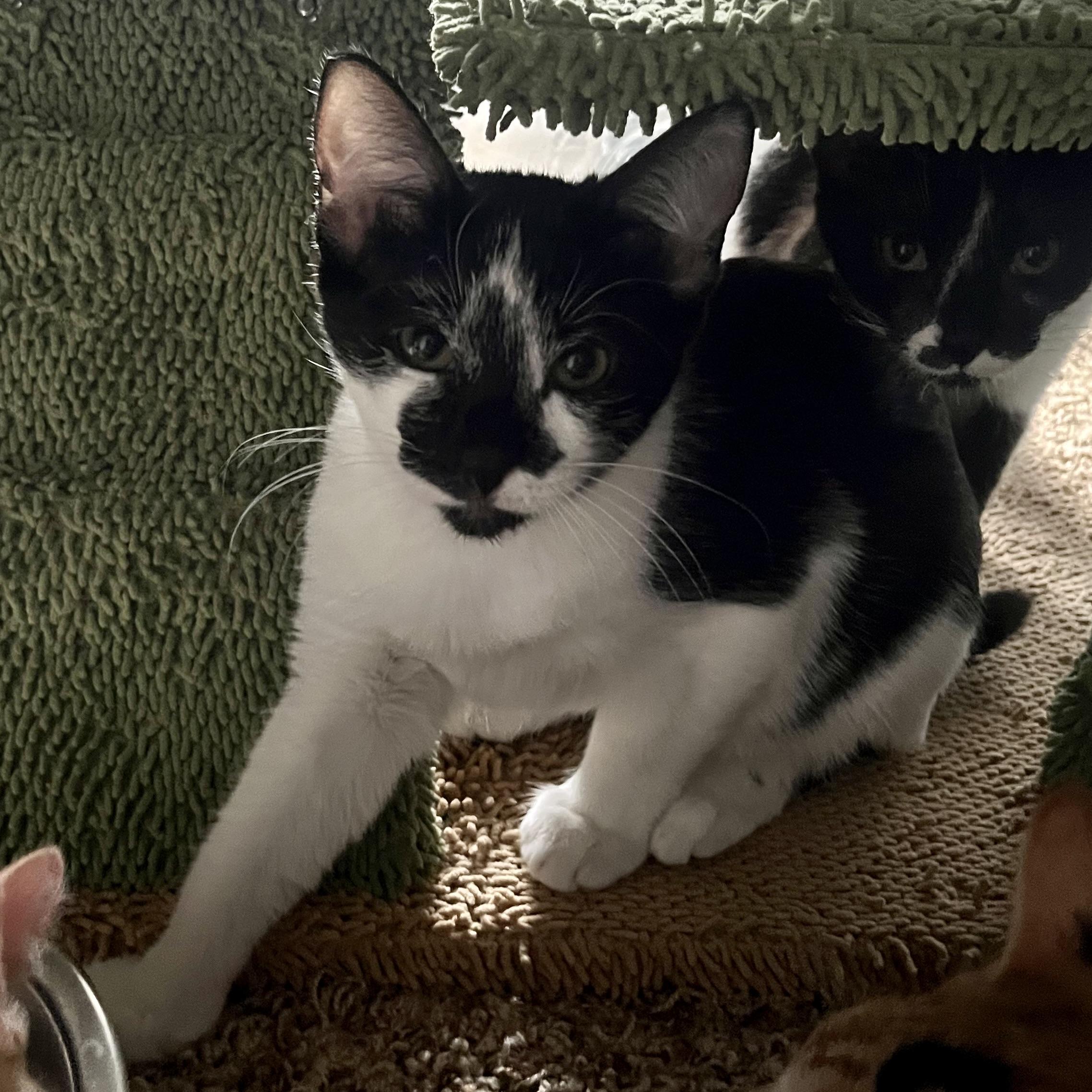 Enlarge Ace, a Adoptable Domestic Medium Hair in COLORADO SPRINGS, CO image 3/6
