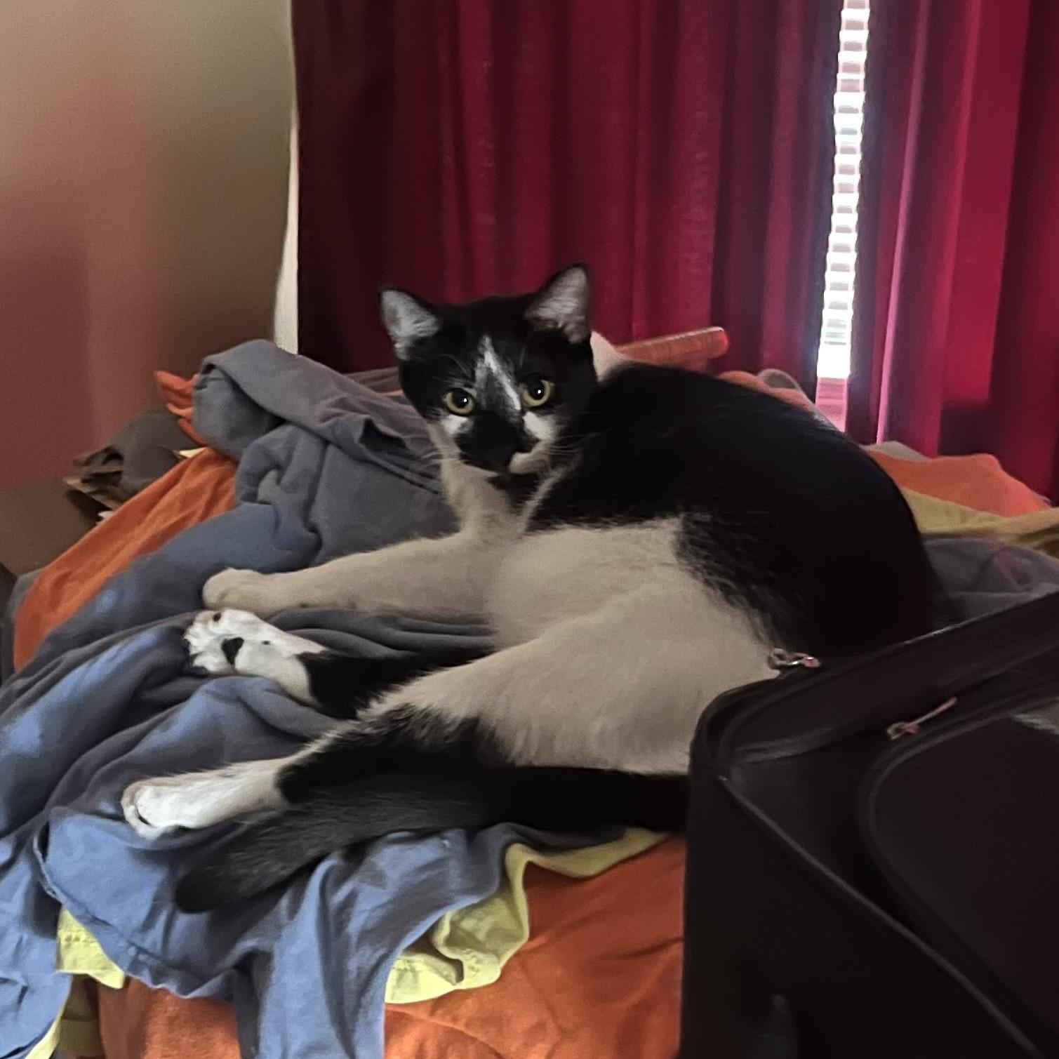 Enlarge Ace, a Adoptable Domestic Medium Hair in COLORADO SPRINGS, CO image 6/6