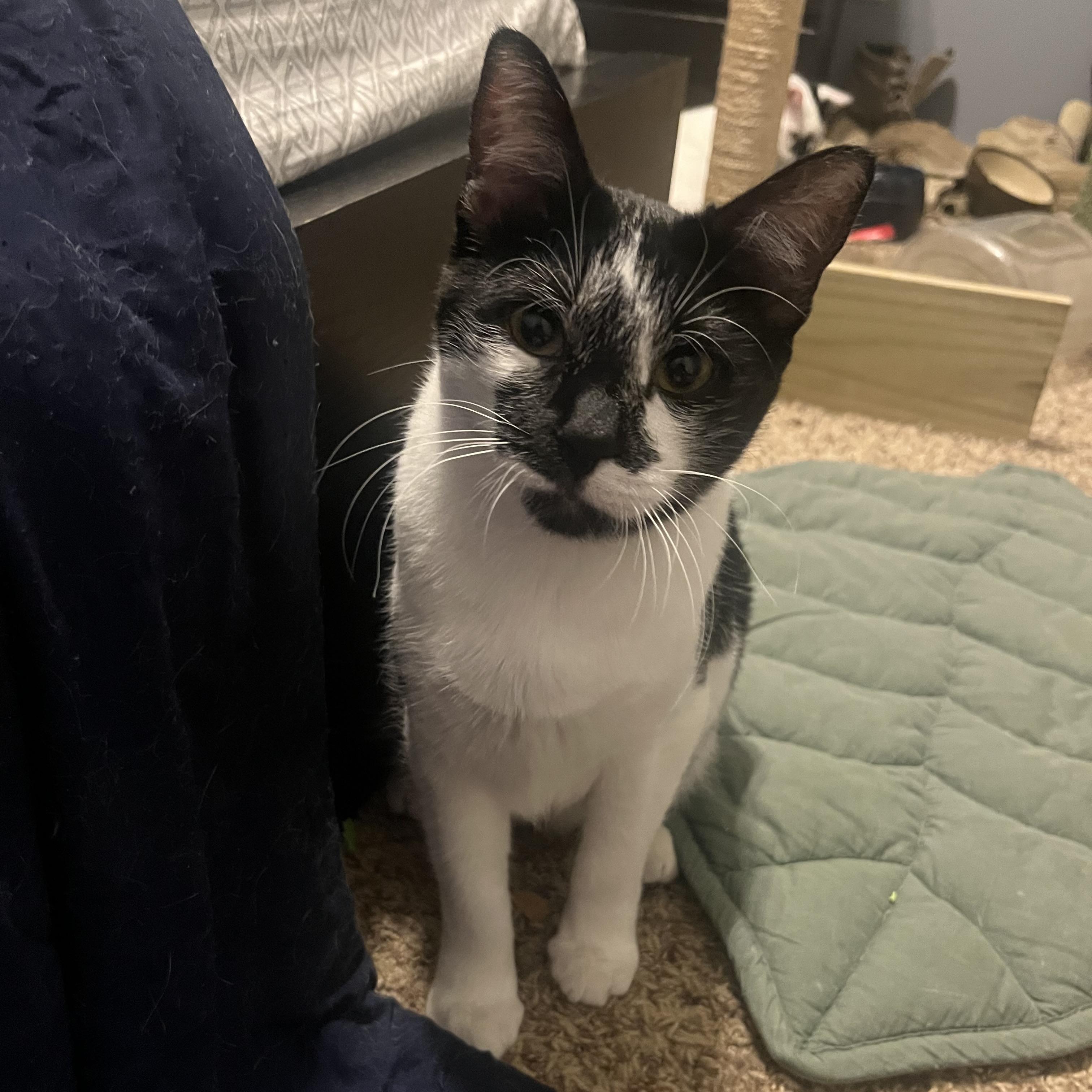 Enlarge Ace, a Adoptable Domestic Medium Hair in COLORADO SPRINGS, CO image 1/6